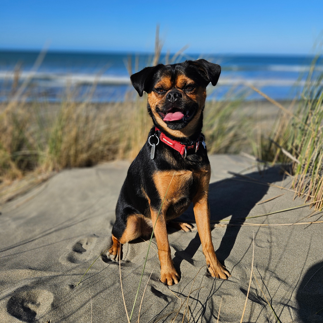 Photo of dog out for walk in Christchurch New Zealand