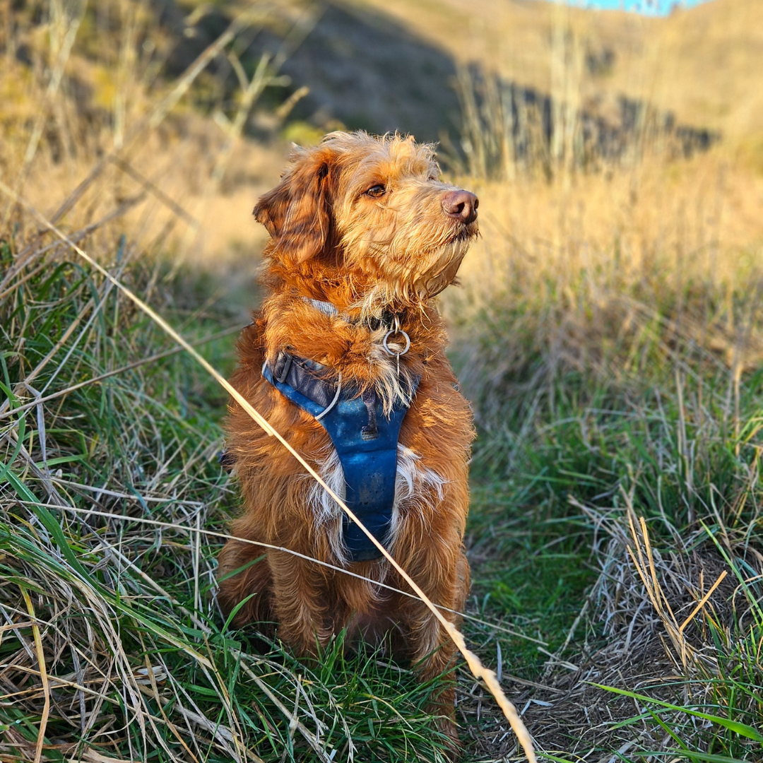 Photo of dog out for walk in Christchurch New Zealand