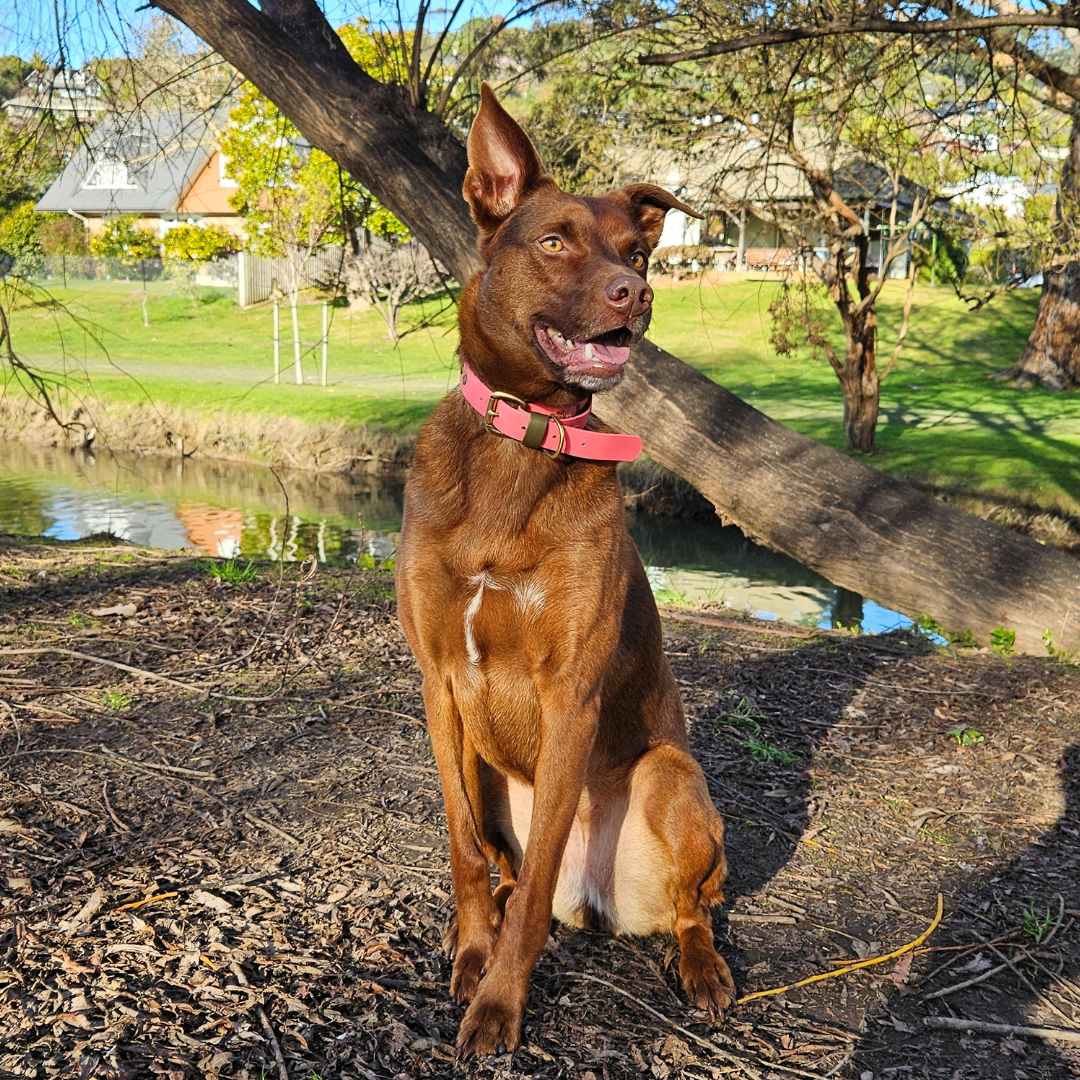 Photo of kelpie dog out for walk in Christchurch New Zealand