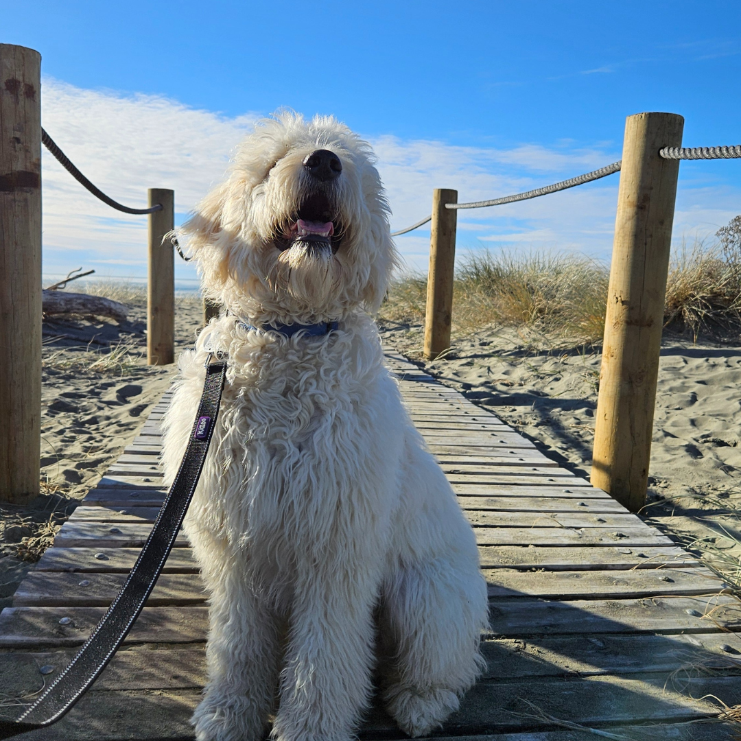 Photo of dog out for walk in Christchurch New Zealand