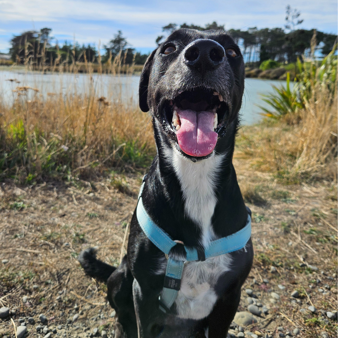 Photo of dog out for walk in Christchurch New Zealand