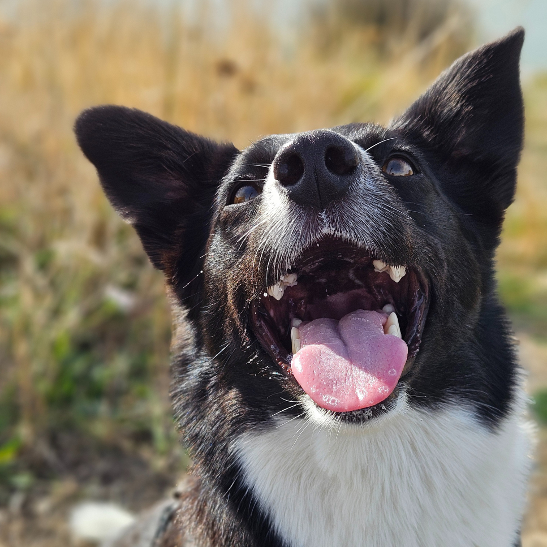 Photo of dog out for walk in Christchurch New Zealand