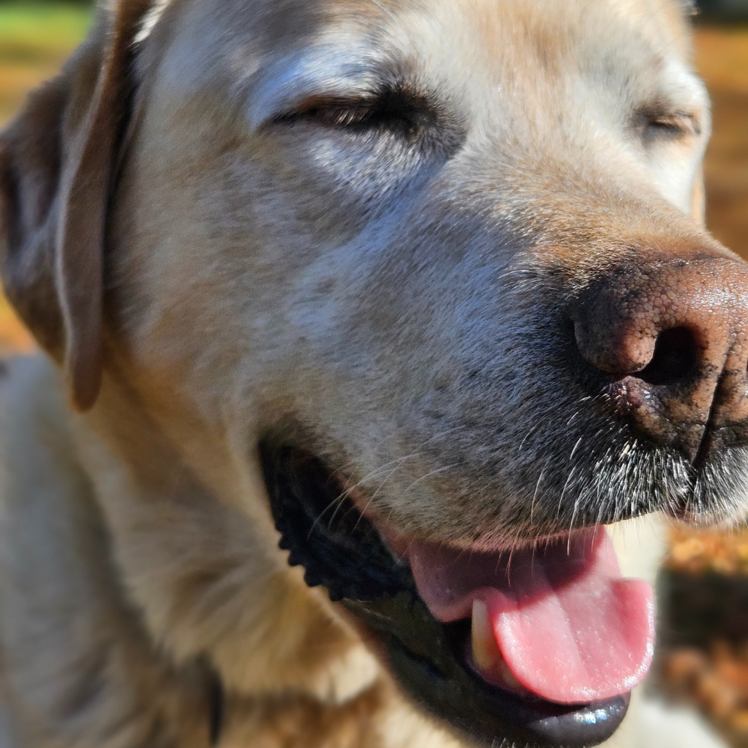 Photo of dog out for walk in Christchurch New Zealand