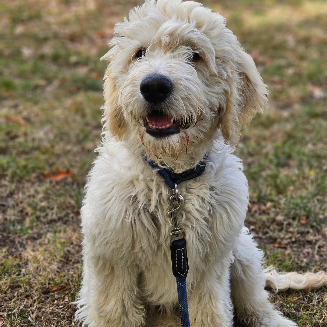 Photo of dog out for walk in Christchurch New Zealand